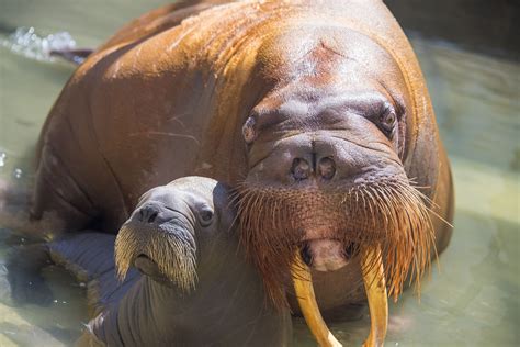 walrus lifespan in captivity